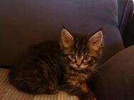 Maine Coon Kitten - Saarwellingen