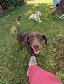 Mina💜💜💜 Für-immer-Zuhause gesucht - Bad Karlshafen