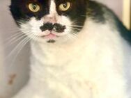 💛Gentle Gustave ein Herz aus Gold💛 - Eislingen (Fils)