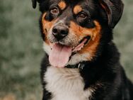 toller Berner Sennen Lucky (Tierschutz) - Höchenschwand