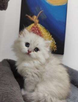 BKH Kitten Gold Schade und Silber Weiß - Frankfurt (Main)