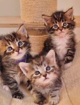 Reinrassige maine coon babies - Bad Saulgau