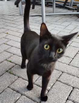 Katze Coockie 2 Jahre alt in liebevolle Hände abzugeben - Irrel