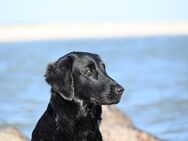 Flat Coated Retriever Wurfplanung - Hamburg Wandsbek