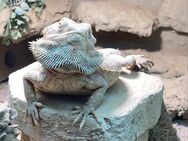 Bartagame (Pogona Vitticeps) Männlich Hypo Orange Leatherback NZ 2023 Adult - Langenfeld (Rheinland)