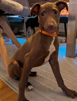 Fran was für ein süßer Knopf - Morsbach