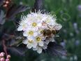 Teufelsstrauch-Samen Blasenspiere dunkelrot Zierstrauch Bienen dunkle Blätter weiß hellrosa Blüten Gartenstrauch wildflower Zierspflanze in 74629