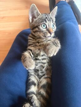 Bengal Mix Kitten - Ubstadt-Weiher