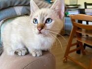 Siam/Heilige Birma Kitten - Kaltenkirchen