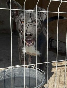 Grace - Die Unsichere 🐾 - Elsdorf (Nordrhein-Westfalen)