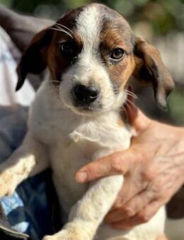 DULCIE (♀) - Welpe zum Verlieben - Duisburg