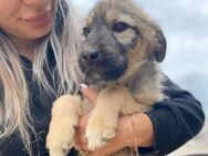 aufgeweckter Hundejunge COOPER - Kallmünz