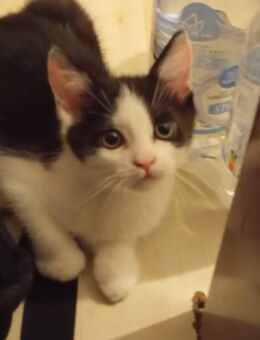 Schwarz-weiße BKH Kitten abzugeben ! - Duisburg