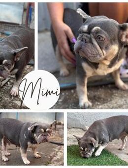 MIMI PP tolle Hündin sucht Geborgenheit - Neustadt (Rübenberge)