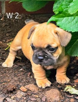 Französische Bulldoggen Welpen - Ibbenbüren