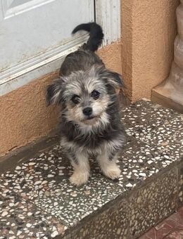 💛 Kleines Welpenmädchen Lotte 💛 - Eislingen (Fils)
