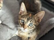 Kitty aus dem Tierschutz - Grevenbroich