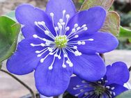 10 Samen vom Leberblümchen BLAU 'Blaue Elfe' Hepatica nobilis - Singen (Hohentwiel)