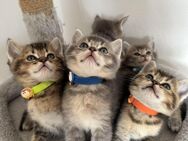 Ragdroll / BKH suesse Kitten - Schorndorf (Baden-Württemberg)