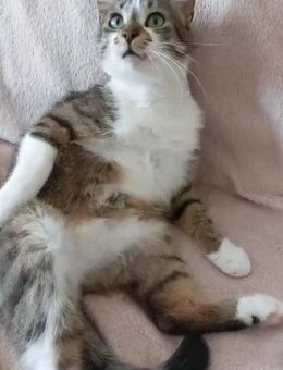 🐱Charmeur Baiatul sucht Zuhause🌿✨ - Eislingen (Fils)