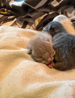 Katzenbaby Britisch Kurzhaar/Britisch Langhaar Mix - Höchstadt (Aisch)