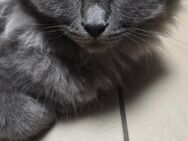 Maine coon kitten Katerchen - Heringsdorf (Mecklenburg-Vorpommern)