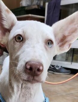 Turron, freundlich, lernwillig, offen - Westerholt