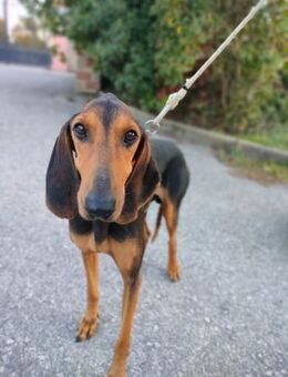 Lillo - Notfall ‼️ - Würzburg