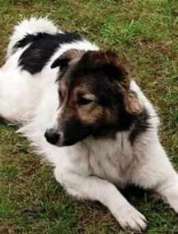 Zuhause gesucht für Pilvi - München