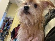 Yorkshire-Terrier Teddy - Eichenzell