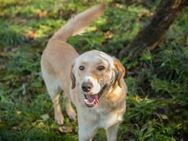 ARTHUR -ein besseres Leben führen dürfen - Overath