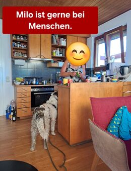 Leider sucht unser Milo ca 1,5 Jahr eine tolle Familie nachdem sein Frauchen aus gesundheitlichen Gründen ihn abgeben musste. - Angern