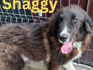 Shaggy unser Wuschelprinz - Rinteln