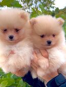 Zwergspitze Pomeranian Welpen mit Stammbaum in 66740