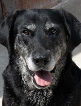 Milica - Treue und dankbare Hundeseele - Obertshausen