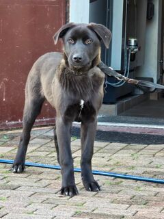 Einzigartige Alabai-Malinois-Mix-Welpen suchen ein liebevolles Zuhause!