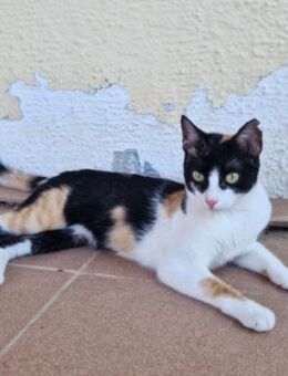 Junge Katze mit Charakter Mia - Karlsruhe