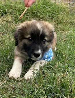 Balou - aufgeweckt und neugierig - Heppenheim (Bergstraße)