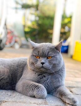 Erfahrener blauer BKH-Deckkater Blutgruppe B - Falkensee