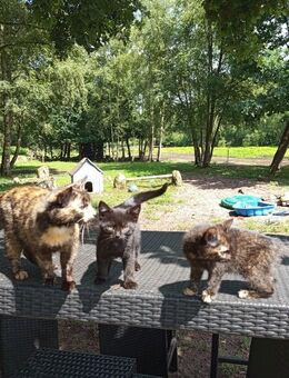 Schwarze und bunte Main Coon Mixkitten in Kürze abzugeben - Lilienthal