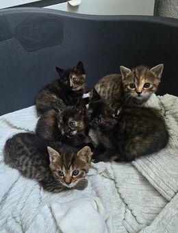 Britisch Kurzhaar Katze (3,5 Jahre) liebevoll & verschmust nur in gute Hände abzugeben - Herborn (Hessen)