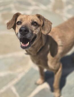 Gimsy sucht sein Glück! - Krefeld