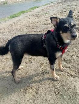 Lina sucht Familie mit Hund - Dittelbrunn