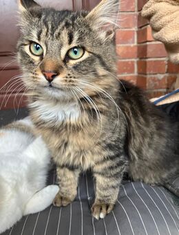19 Wochen Maine Coon Mix verkuschelt Kater abzugeben - Peitz