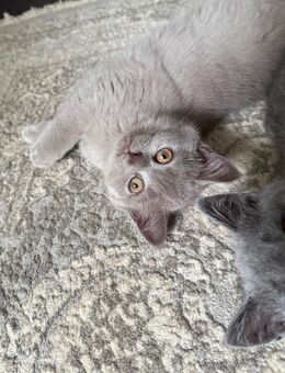 Kartäuser BKH kitten - Abgabebereit - Hamburg