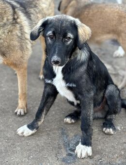 Drops sucht seine Menschen - Celle