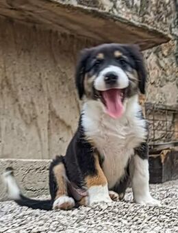Peluix sucht liebevolles Zuhause - Völklingen