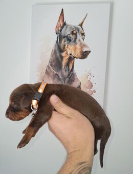 Dobermann Welpen zum Verkaufen - Augsburg