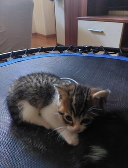 MIX BKH Kitten - Tamm