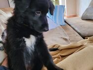 Punba, Bordercollie x Bordercollie/Labrador Mix, ein letzter süßer Rüde Sicht Dich!!! - Möckern Grabow